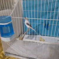 جوجه قناری ۵ماهه به شرط سالم سرحال