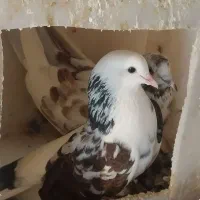 کبوتر|پرنده|هشترود, |دیوار