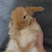 بچه خرگوش لوپ ترکیش. مینیاطوری خانگی|موش و خرگوش|کرمان, |دیوار