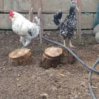 مرغ و خروس گلین،خروس گردن لخت مشکی|حیوانات مزرعه|تالش, هشتپر|دیوار