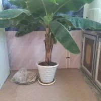 درخت موز و خرما