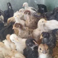 جوجه بومی مرغ