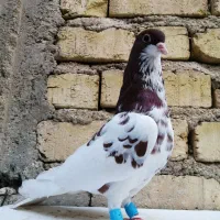 شهری و بهبانی