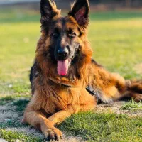 ژرمن حرفه ای سرخ رنگ کینگ