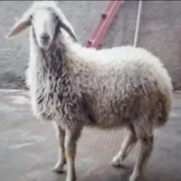 چاق سرک پر گوشت