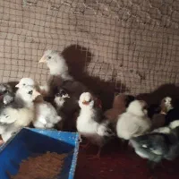 جوجه چهل تاج گلین طوسی سیاه سفید ریشی عالیشهر