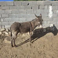 خر (الاغ)نر دوساله گله ای