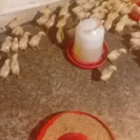 جوجه گوشتی