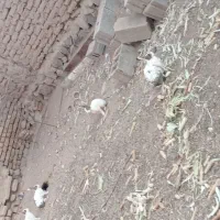 خرگوش|موش و خرگوش|جوین, |دیوار