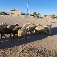 میش داشتی شک کاور ورن قوچ گوسفند بره