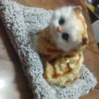 گربه ی صدا دار انواع رنگ برای تولد و انواع مناسبت