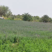 بذر یونجه محلی