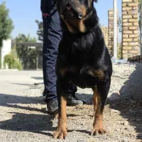 سگ نگهبان آلفادن