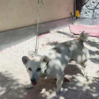 سگ خانگی پاکوتا|سگ|هشترود, |دیوار