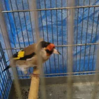سهره رام نر|پرنده|ماکو, |دیوار