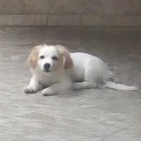 واگذاری سگ خونگی