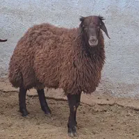 بره نر چاق درجه یک میش گوسفند بز