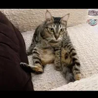 واگذاری گربه DHS