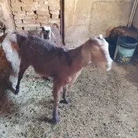 بز و بزغاله