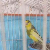 قناری نر مسکوی مست یک دهن خطا معاوضه سهره یا قناری