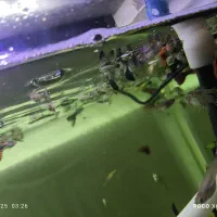 ماهی گوپی|ماهی|شیراز, ریاستی|دیوار