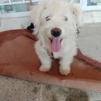 حیوان خانگی