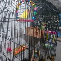 یک جفت کوتوله برزیلی فروشی|پرنده|داورزن, |دیوار