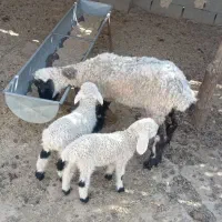 گوسفند جملی جوان بادوبره نر|حیوانات مزرعه|زابل, |دیوار