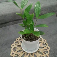 گل زاموفیلیا|گل و گیاه طبیعی|ارومیه, |دیوار