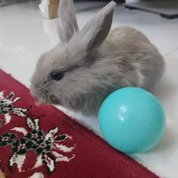 بچه خرگوش
