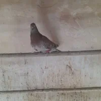 جوجه گرفتنی