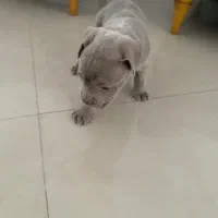توله پیت بول