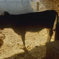 دوعدگوساله فروشی یک نر ویک ماده است