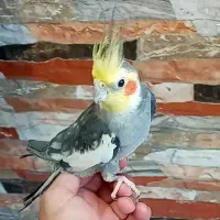 طوطی عروس نر سخنگو رام با قفس|پرنده|رشت, یخسازی|دیوار