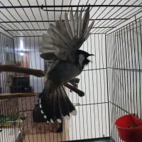 سهره قناری خرمایی