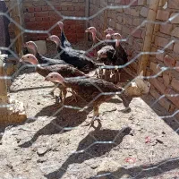 بقلمون|حیوانات مزرعه|بهار, |دیوار