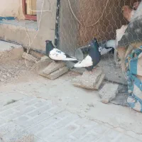 کبوتر سینه سیاه