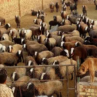 شیشک میش های شالی درجه یک