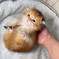 بچه گربه های مجموعه ایران کتز iran cats|گربه|بوشهر, |دیوار