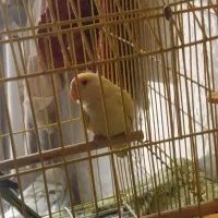 پرنده|پرنده|بندر امام خمینی, |دیوار