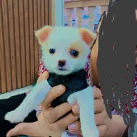 سگ پامرانین|سگ|گرگان, |دیوار