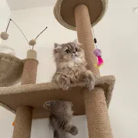 گربه بازیگوش