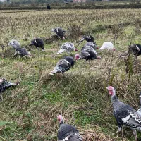 بوقلمون محلی نروماده|حیوانات مزرعه|طاهرگوراب, |دیوار