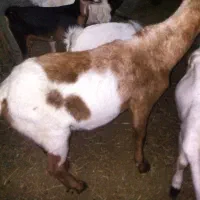 قیمت 8000000تومان|حیوانات مزرعه|بیکاه, |دیوار