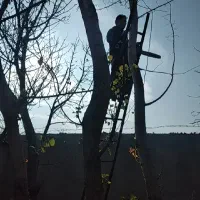 خرید چوب باغ وبرش درخت