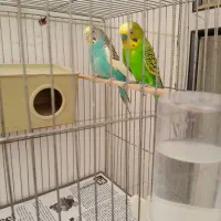 جفت مرغ نر و ماده + قفس