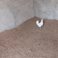 مرغ‌وخروس لری