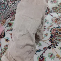 ساق