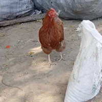 مرغ تخم گذار