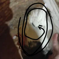 کفتر|پرنده|خانمیرزا, |دیوار